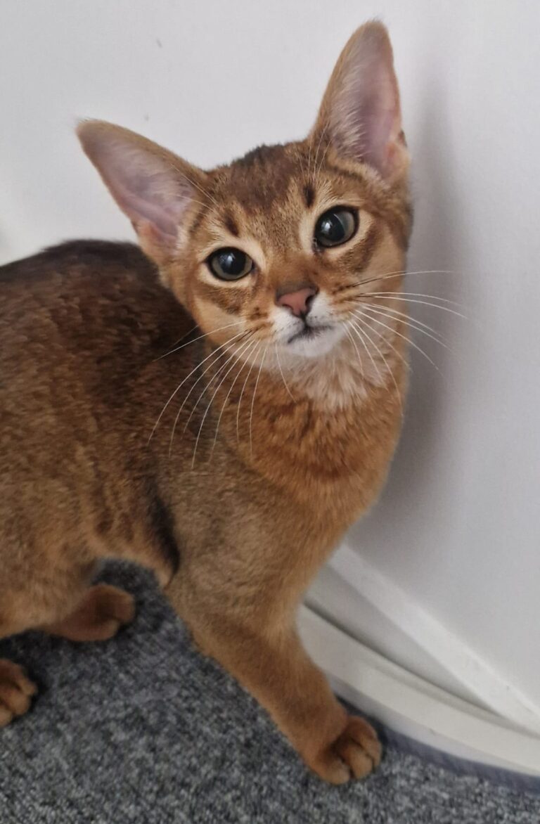 Amber || ElegantPaws.co.uk