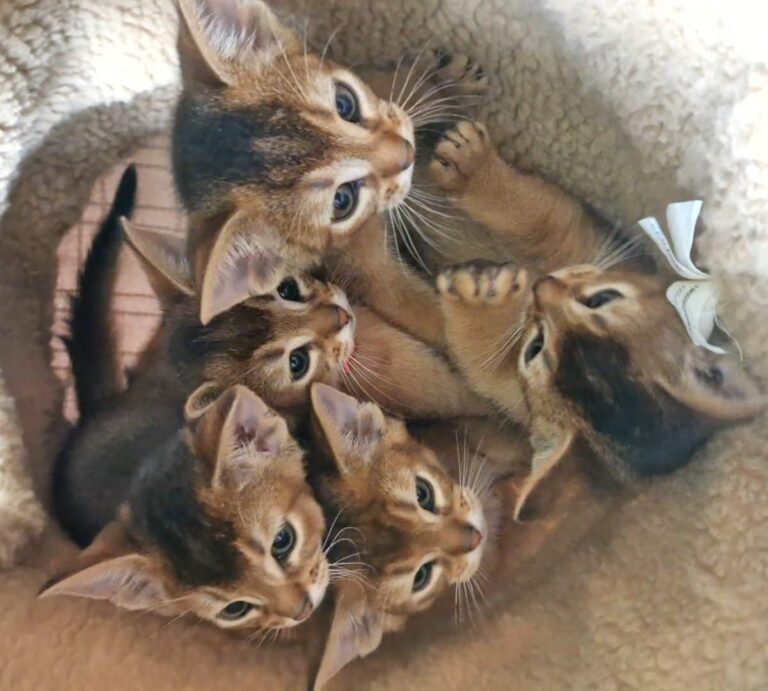 Breeder Support