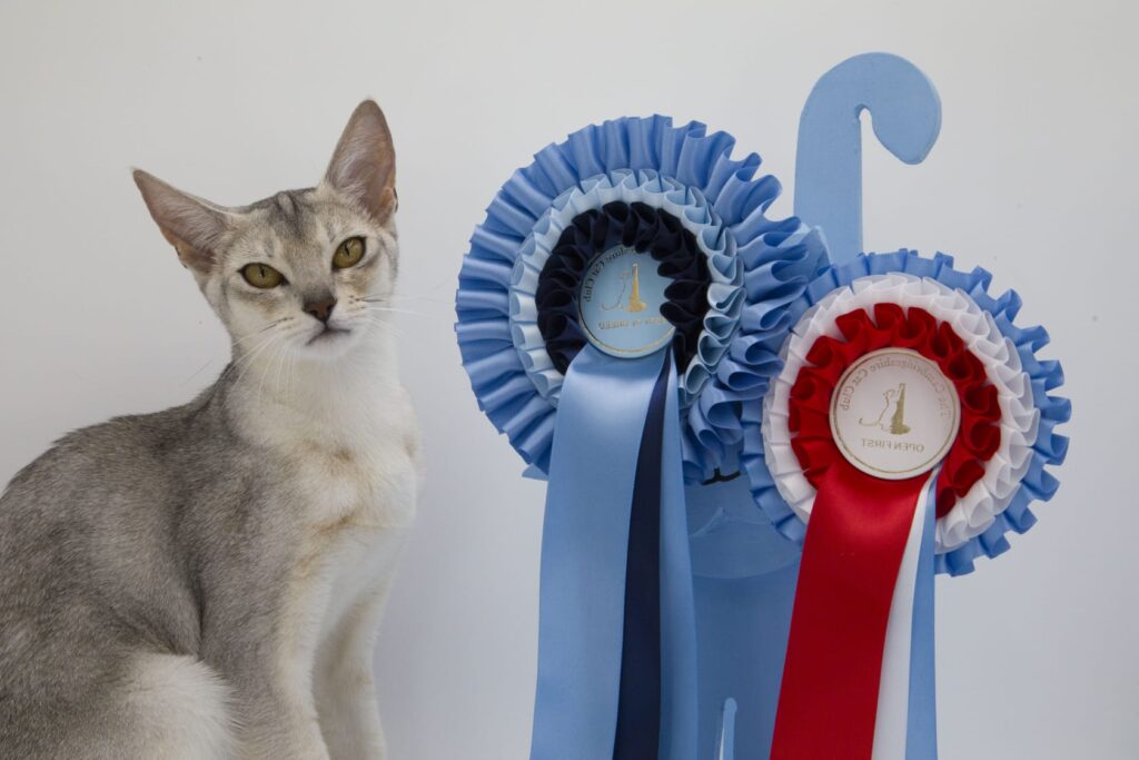 ElegantPaws.co.uk Cats