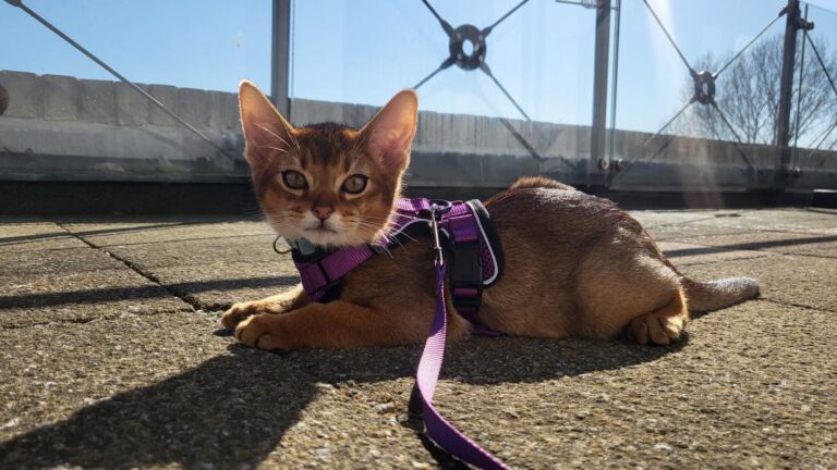 ElegantPaws.co.uk Cats