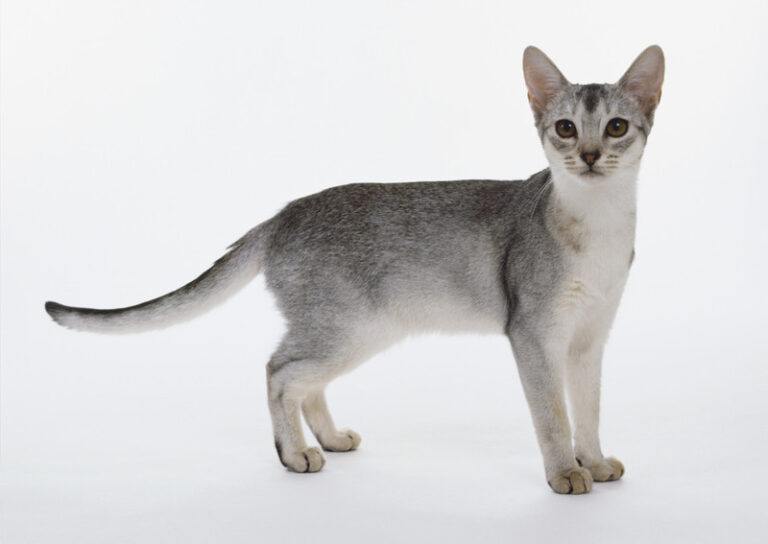 Silver Abyssinian​