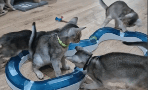 Kitten Video