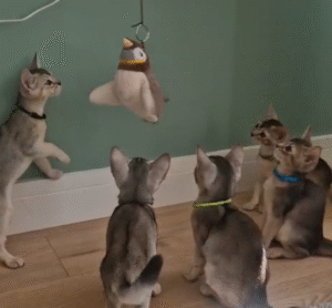 Kitten Video || ElegantPaws.co.uk