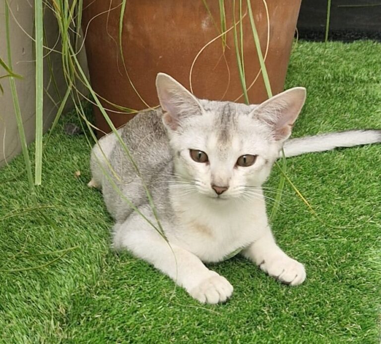 Stud Prince || ElegantPaws.co.uk