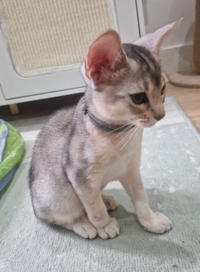 kitten 1 || ElegantPaws.co.uk