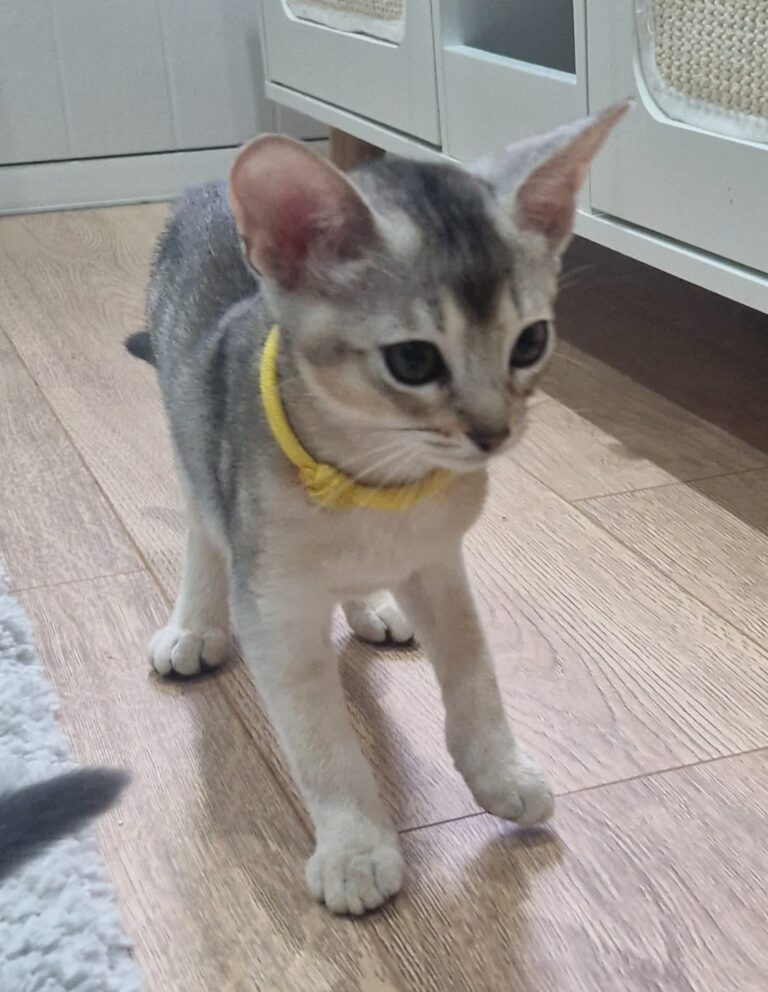 kitten 2 || ElegantPaws.co.uk