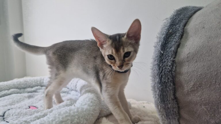 kitten 3 || ElegantPaws.co.uk