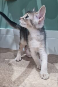 kitten 5 || ElegantPaws.co.uk