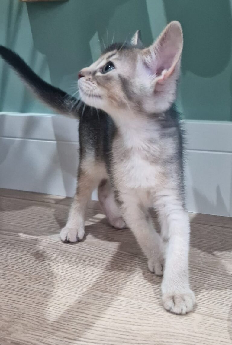 kitten 5 || ElegantPaws.co.uk
