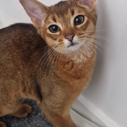 Amber || ElegantPaws.co.uk