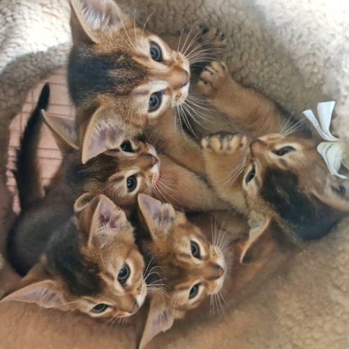 Breeder Support