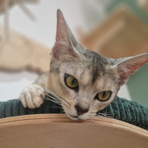 Cathale || ElegantPaws.co.uk