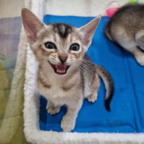 Kitten