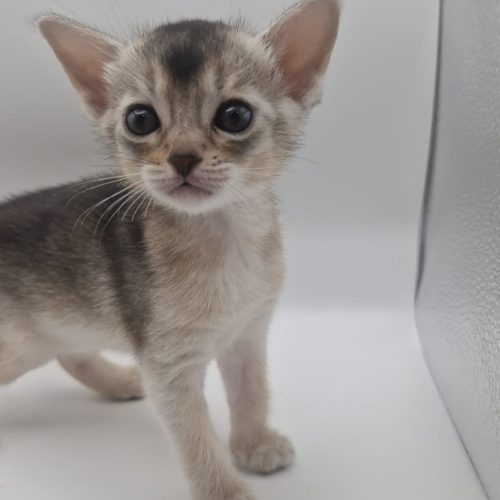 Kitten