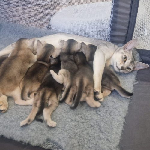 Kitten