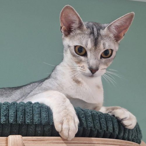 NOIA || ElegantPaws.co.uk